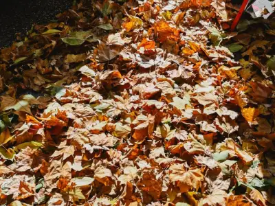 Ask the gardener: Why to ‘Leave the Leaves’ in your yard this fall