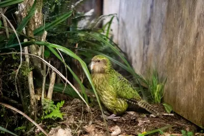 To save its unique and rare birds, New Zealand is turning to AI and genetic research
