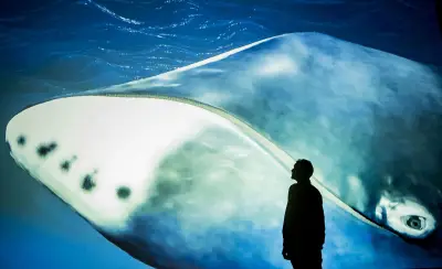 A bowhead whale's DNA offers clues to fight cancer