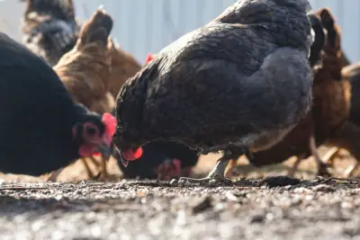 Bird flu surges among poultry amid a scaled back federal response