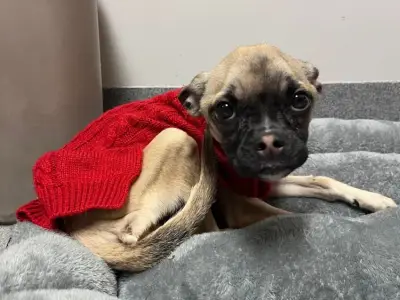 27-year-old Taunton man to face animal cruelty charge over underfed dog