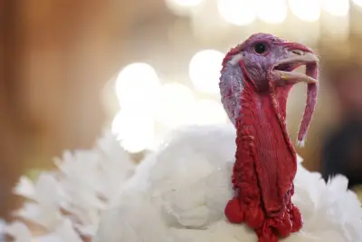 How the turkey trotted its way onto our Thanksgiving tables — and into our lexicon