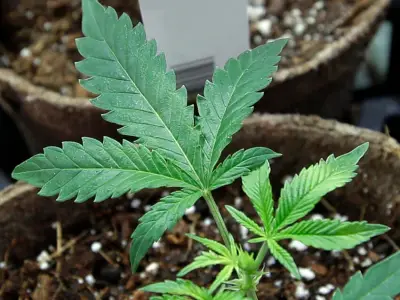 Petitioners gathering signatures to repeal legal marijuana accused of misleading voters