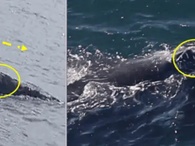 Endangered whale that traveled 3,000 miles from Ireland spotted off Boston’s coast