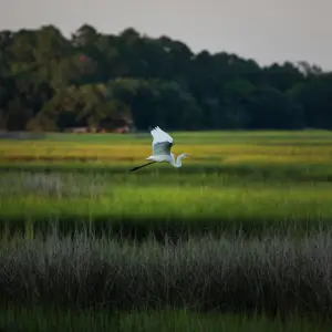 E.P.A. Drastically Limits Protections for Wetlands