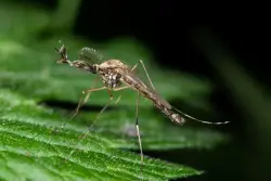 Iceland reports the presence of mosquitoes for the first time, as climate warms