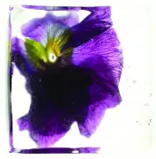 Ice in our drinks, not ICE in our streets