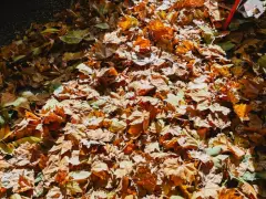 Ask the gardener: Why to ‘Leave the Leaves’ in your yard this fall