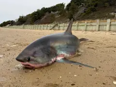 14-foot thresher shark washes up on Cape Cod beach