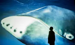 A bowhead whale's DNA offers clues to fight cancer