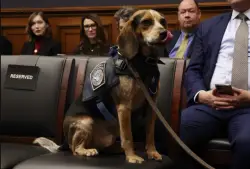 Snarky Democrats Attempt to Rename GOP Animal Cruelty Bill as the ‘Kristi Noem Canine Relief Act’