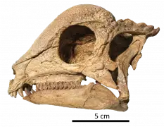 This 'magical' dinosaur specimen emerged from the ground like a polished jewel