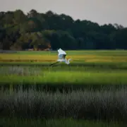 E.P.A. Drastically Limits Protections for Wetlands