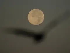 How to spot November’s supermoon, the closest of the year